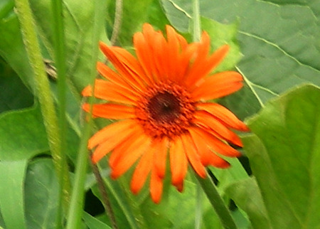 Daisy - nature, daisy, flowers, flower