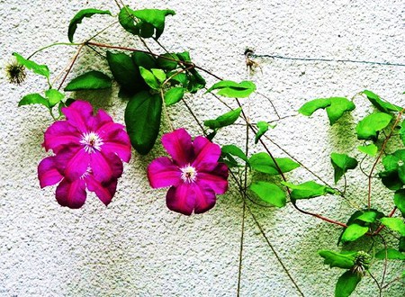 On the wall - white, vine, wall, green, pink flowers