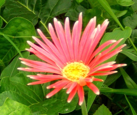 daisy - daisy, flowers, flower, nature