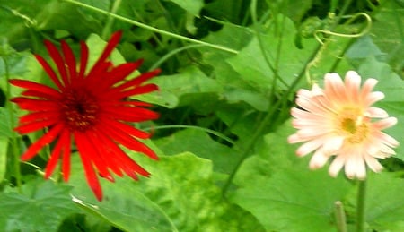 daisy - nature, daisy, flowers