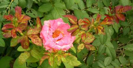 Pink rose - nature, flowers, rose, pink