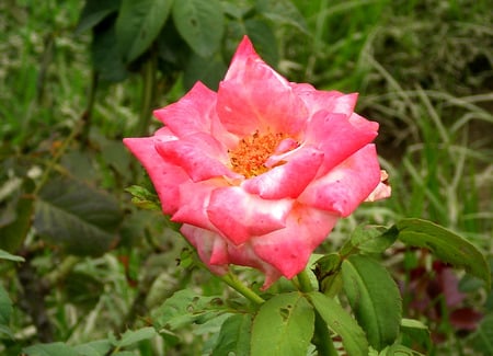 Pink rose - nature, flowers, rose, pink