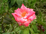 Pink rose