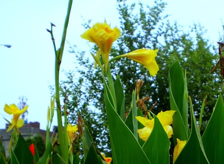 morning lilliies - nature, morning lillies, flowers