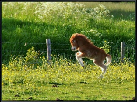 A little frisky - frisky, colt, horse, brown and white, jumping, miniature, playing