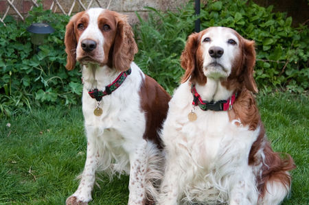 SPRINGER SPANIELS - canines, friends, spaniels, shy