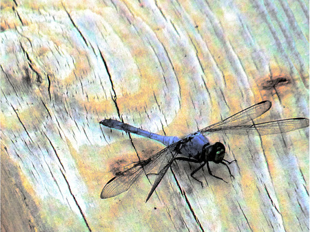 Colorful dragonfly - board, blue, wood, irridescent, wings, dragonfly