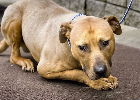 NOW I LAY ME DOWN TO SLEEP - canine, tenderly, praying, is