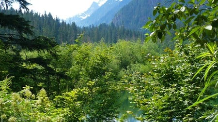 Pond in Cascades - pond, green, lake, brush, forest, mountains, washington