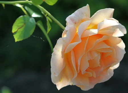 Princess of the garden - light, tea, orange, garden, rose