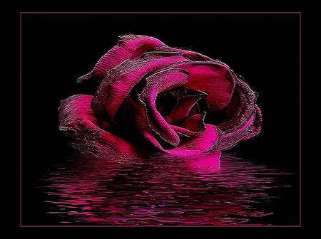 Scarlet reflection - glow, black background, rose, reflection, scarlet