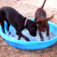 DOGS COOLING OFF