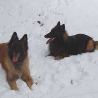 HAPPY AND PLAYFUL DOGS IN SNOW