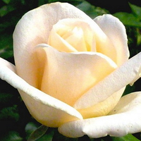 White rose