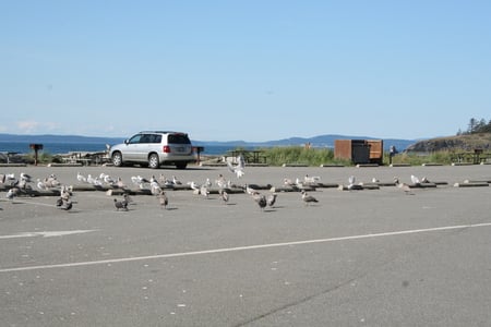 Flock of Seagulls - birds, ocean, seagulls, parks