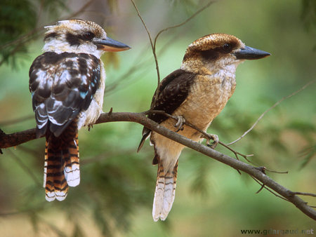 The Laughing Birds - Kookaburras - laughter, native, australia, meat eater