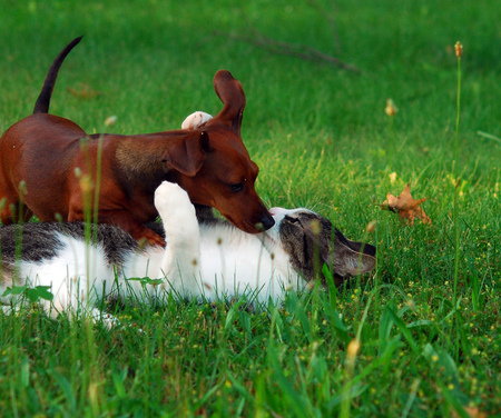 Cat and dog - cute, dog, love, cat