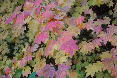 ivy - plant, autumn, red