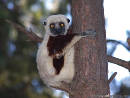 Lemur - cream, brown, animal, africa, tree, nature, grey