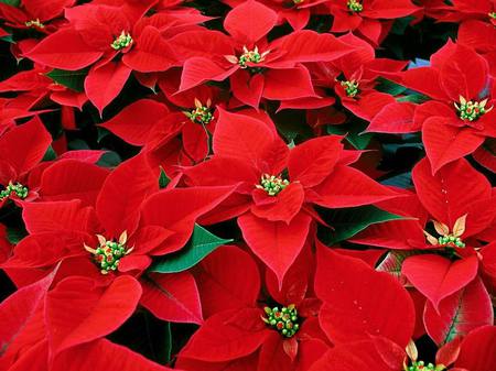 poinsetta - trees, floers, christmas, nature, pretty, red, presents, leaves, seasonal