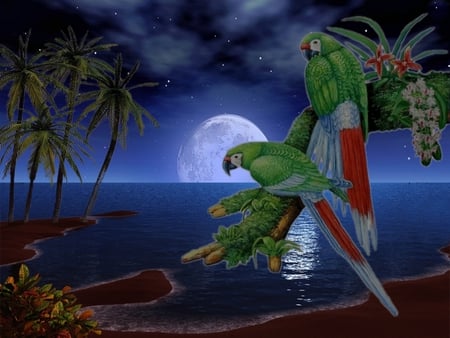 island parrots - moon, ocean, beach, sky, trees, colorful, water, wet, nature, reflection, clouds, parrots, boat, birds