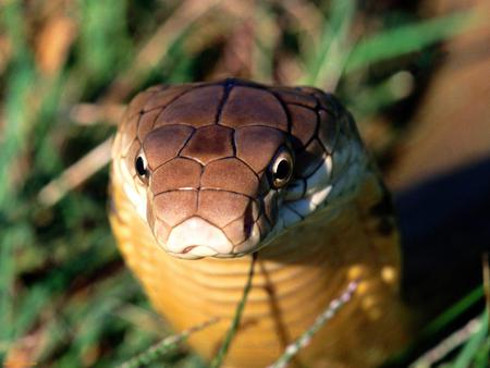 Stay away!!! - cobra, nature, poision, snake, animals, king