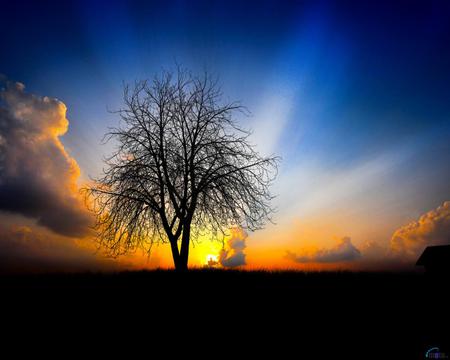 sunsets - sunsets, nature, tree, sky