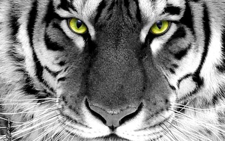 bright eyed tiger - black, white, animal, yellow, tiger, wild, cat