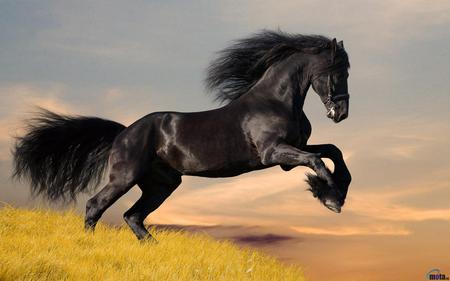 Horse - beauty, horse, animals, black beauty