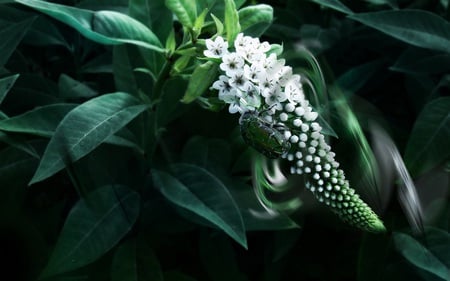 One of the Beetles - beetle, white, flower, green