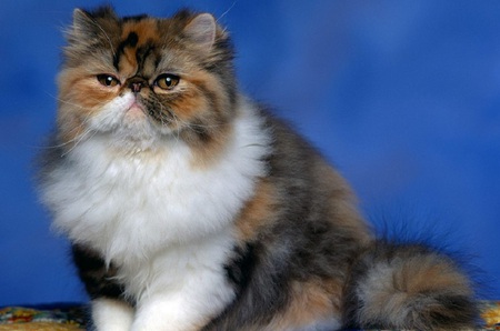 Sitting Pretty - whiskers, cute, black, mottled, cat, eyes, blue, white, brown, fur, feline