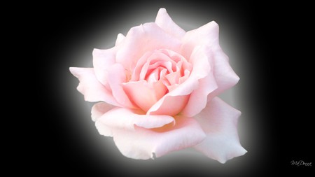 Pink Shadow Rose - glow, pink, firefox persona, rose, black, widescreen, flower