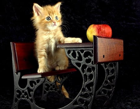 Teacher's Pet - orange tabby, apple, cat, kitten