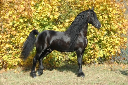 Pose for Us - holland, black, horses, dutch, friesian, friesland