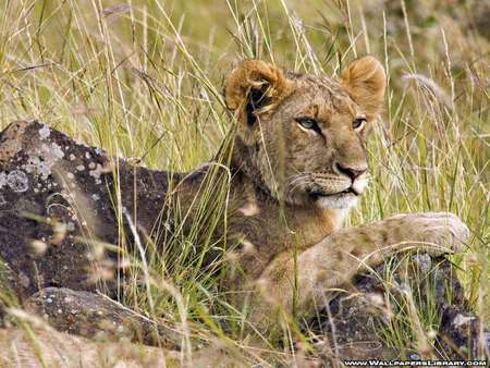 LION WATCHING AND - shy, beutiful, lioness, cub