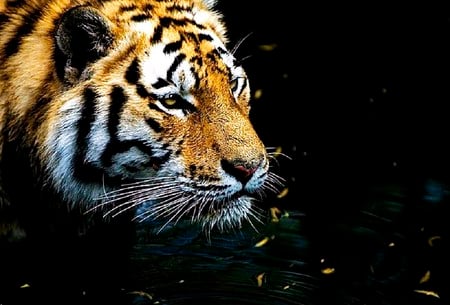 Hunting - black, white, water, hunting, gold, tiger