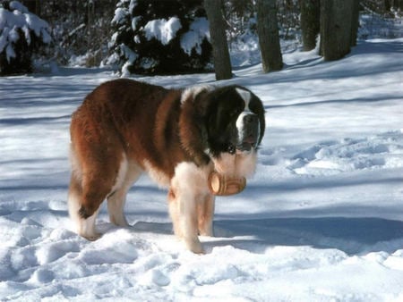 READ DESCRIPTION PLEASE - canine, big, friendly, stbernard