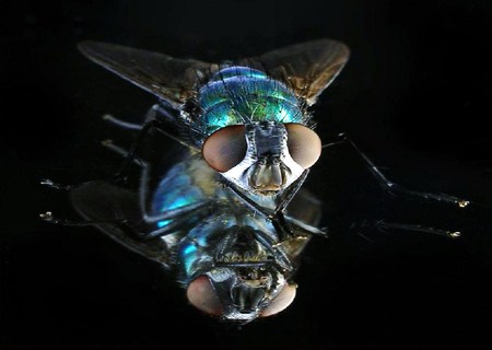 Fly - white, blue aqua, reflection, eyes, insect, wings, black, fly