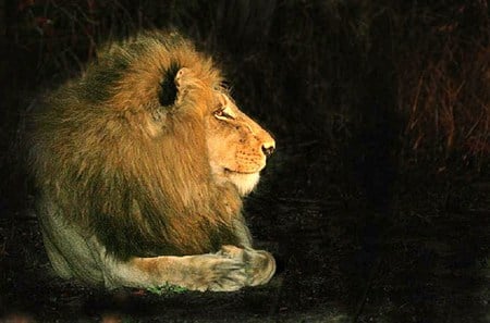 Profile of a King - male, black bakground, mane, lion, king, gold