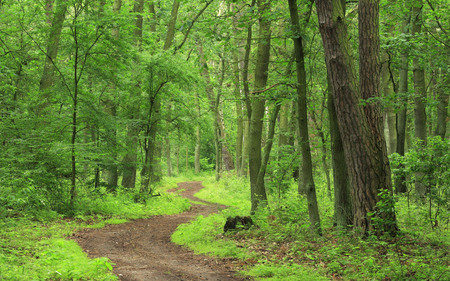 verde frescor - plants, trees, forest, green