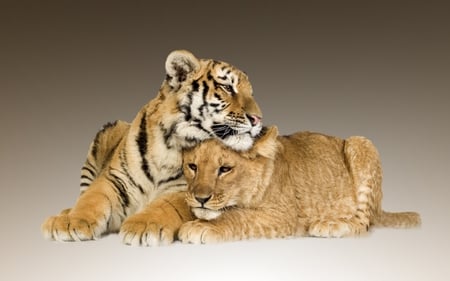 Friends - cubs, lion, tiger, friendsship