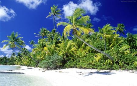 Paraíso Tropical - sky, beach, trees, blue, green