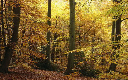 Autumn - autumn, fall colours, forest, gold