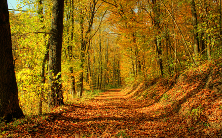 Autumn II - autumn, fall colours, forest, trees