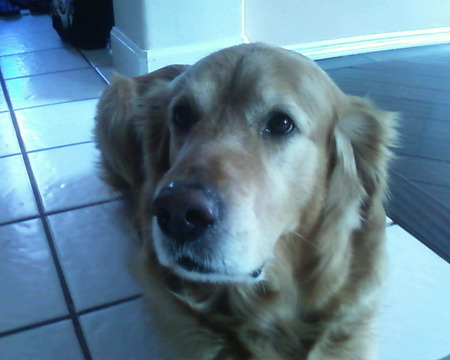 Golden retriever - niko, my, cute, dog