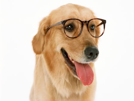 I CAN SEE NOW AND THE EYES HAVE IT - canine, adorable, cute, glasses