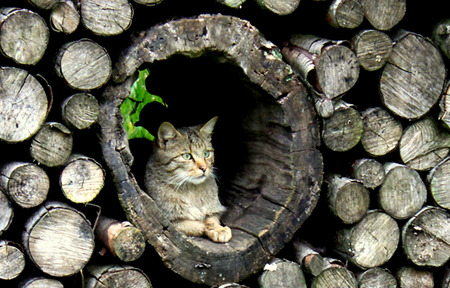 Hiding - grey cat, woodpile, wood, cat