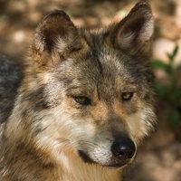 Mexican Wolf