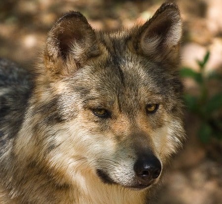 Mexican Wolf - wolves, animals, beautiful, close, up