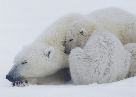 Naptime - napping, bears, polar, animals